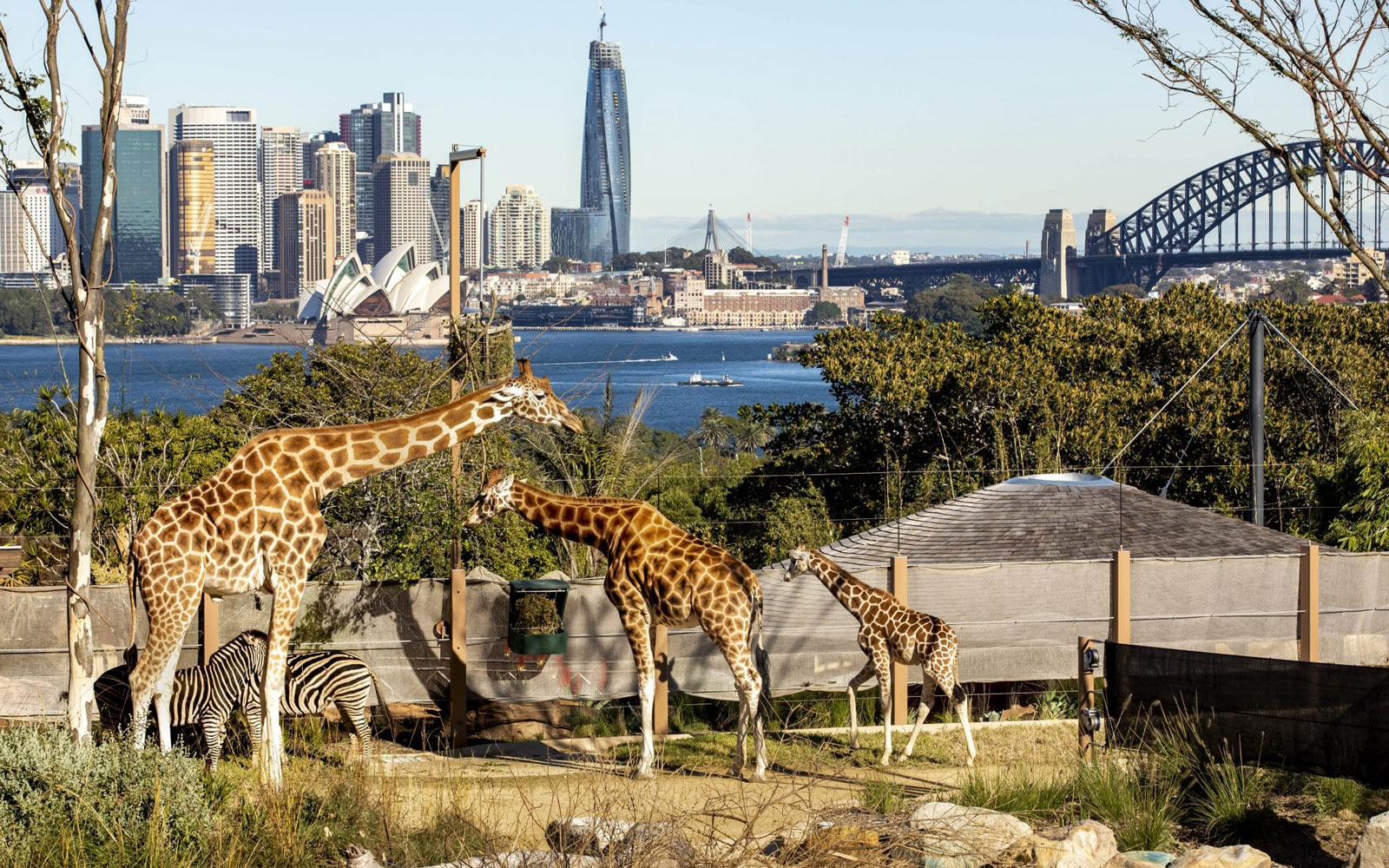 A family of giraffes and a couple of zebras overlook the Sydney Harbour and the iconic Opera House.  