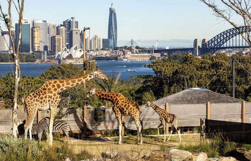 A family of giraffes and a couple of zebras overlook the Sydney Harbour and the iconic Opera House.