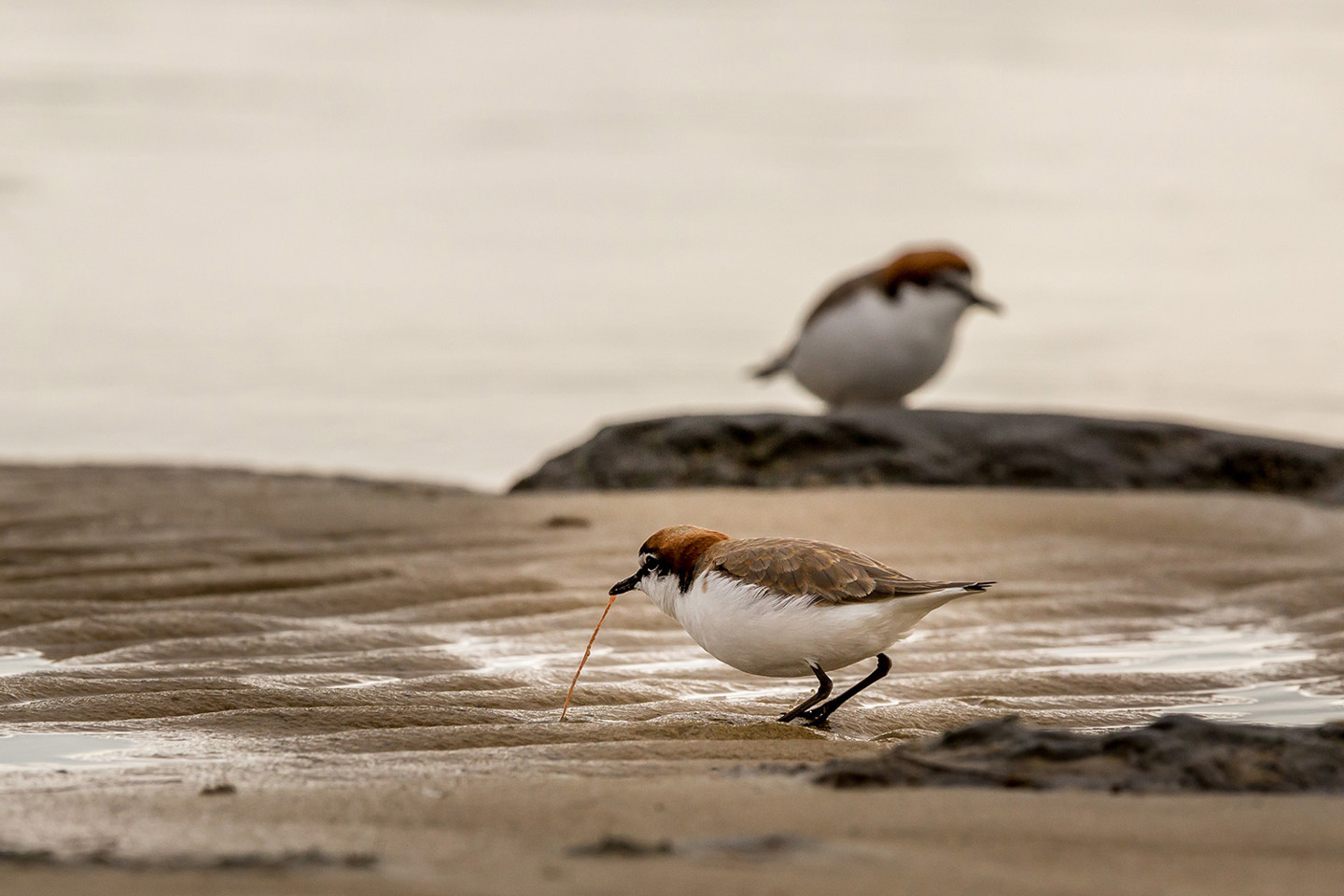 Marine worms are an example of the benthic infauna species  that live in benthic sediments.

Image: red capped plover bird pulling a marine worm out of the sand to eat, Western Australia.