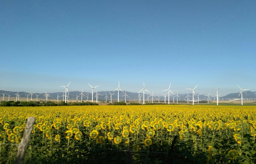 Onshore wind farm with sunflower field in the foreground