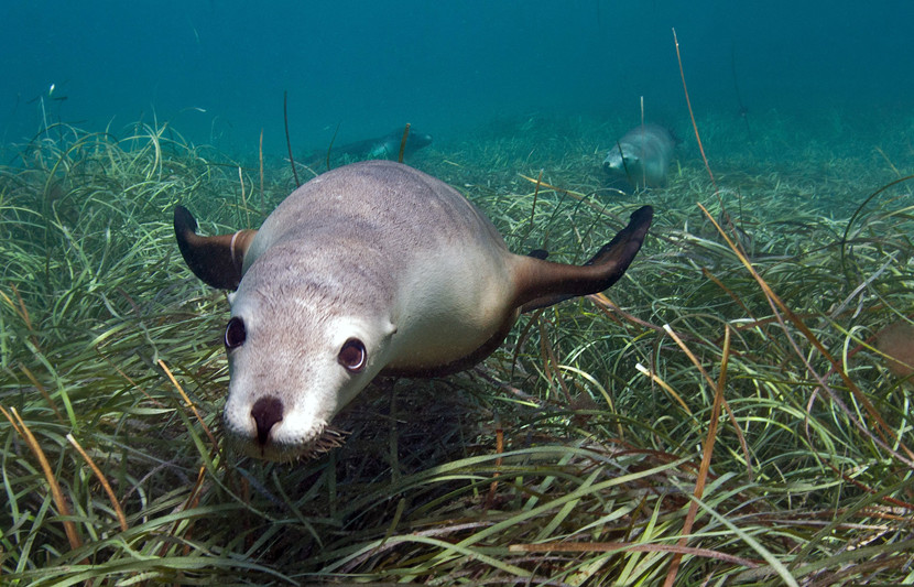 Seagrasses are a key benthic species.
Image: fur seal swimming over seagrass meadow, shallow clear water